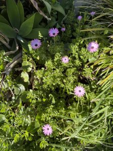 Spring is in the Air and Yoga for Humanity Workshop